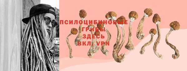 ПСИЛОЦИБИНОВЫЕ ГРИБЫ Новозыбков